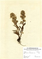 藏品(一枝黃花)的圖片